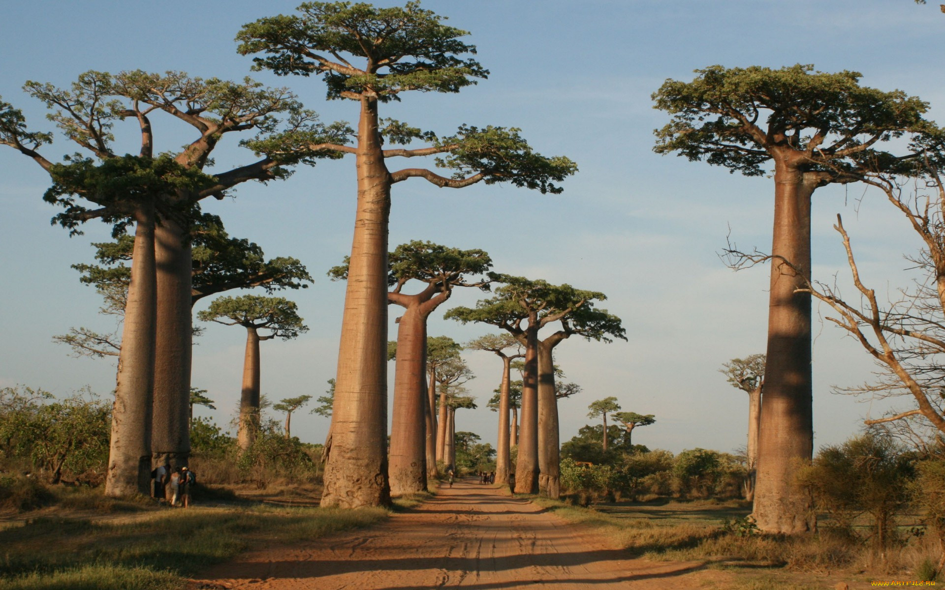 картинки деревьев африки
